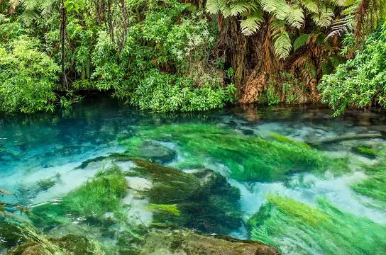 things to do in south waikato Te Waihou Walkway